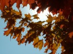 Maple Leaves in Fall